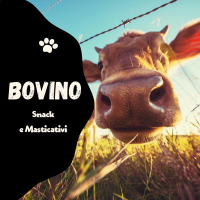 BOVINO