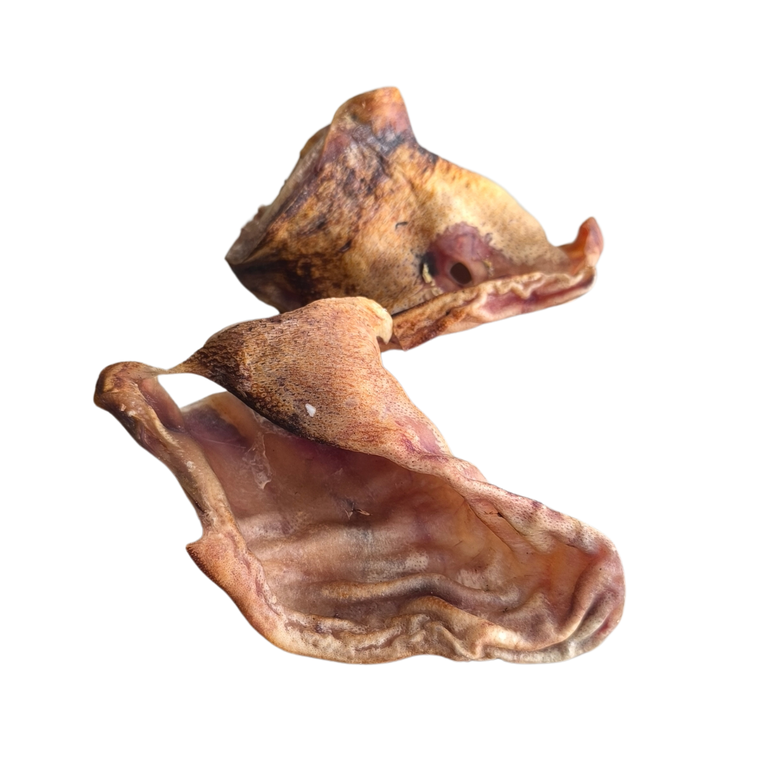 ORECCHIO DI MAIALE