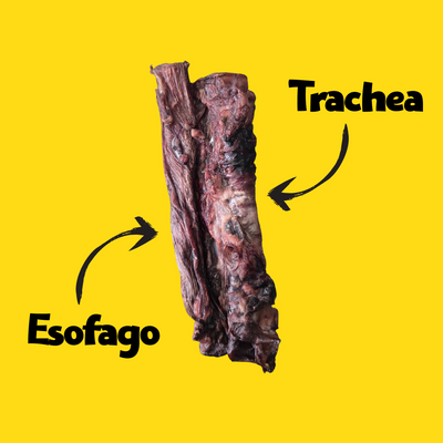 DUO SUINO - TRACHEA + ESOFAGO