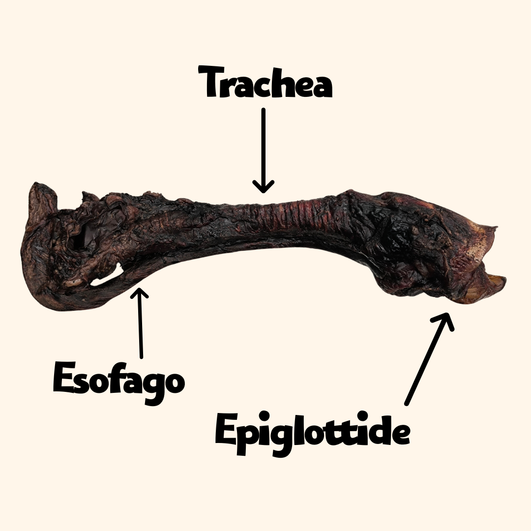 TRIS CINGHIALE - TRACHEA COMPLETA DI CINGHIALE SARDO