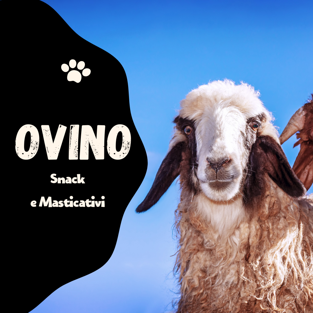 OVINO (Capra, Pecora, Agnello)