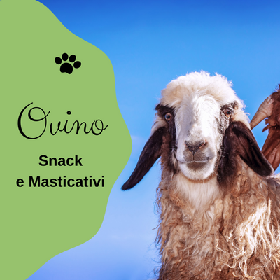 OVINO (Capra, Pecora, Agnello)