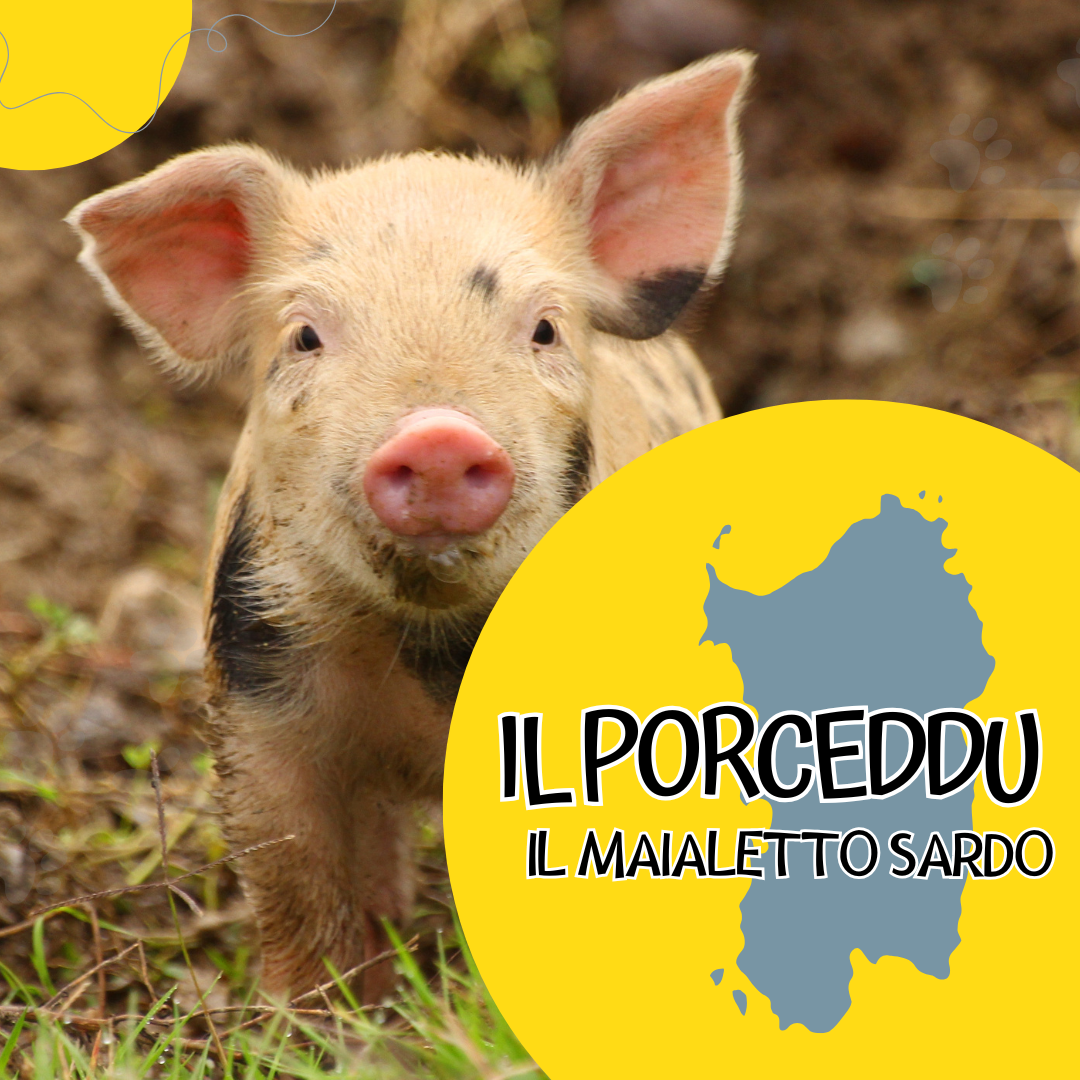 Il PORCEDDU - Il Maialetto Sardo