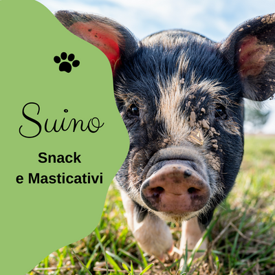 SUINO