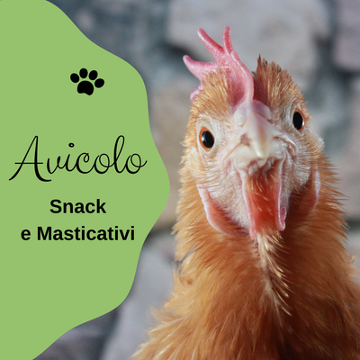 AVICOLO (POLLO, TACCHINO)