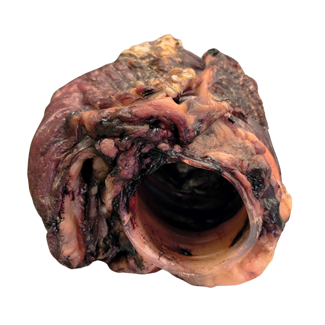 EPIGLOTTIDE BOVINA