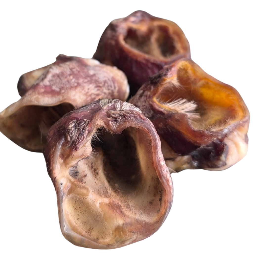 AURICOLARE BOVINO