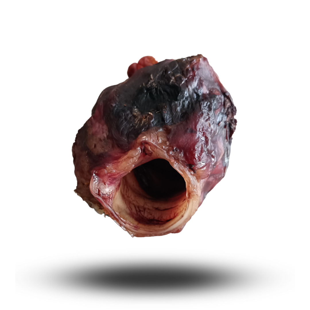 EPIGLOTTIDE BOVINA