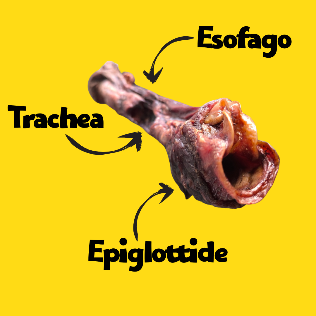 TRISSUINO - TRACHEA DI MAIALE COMPLETA