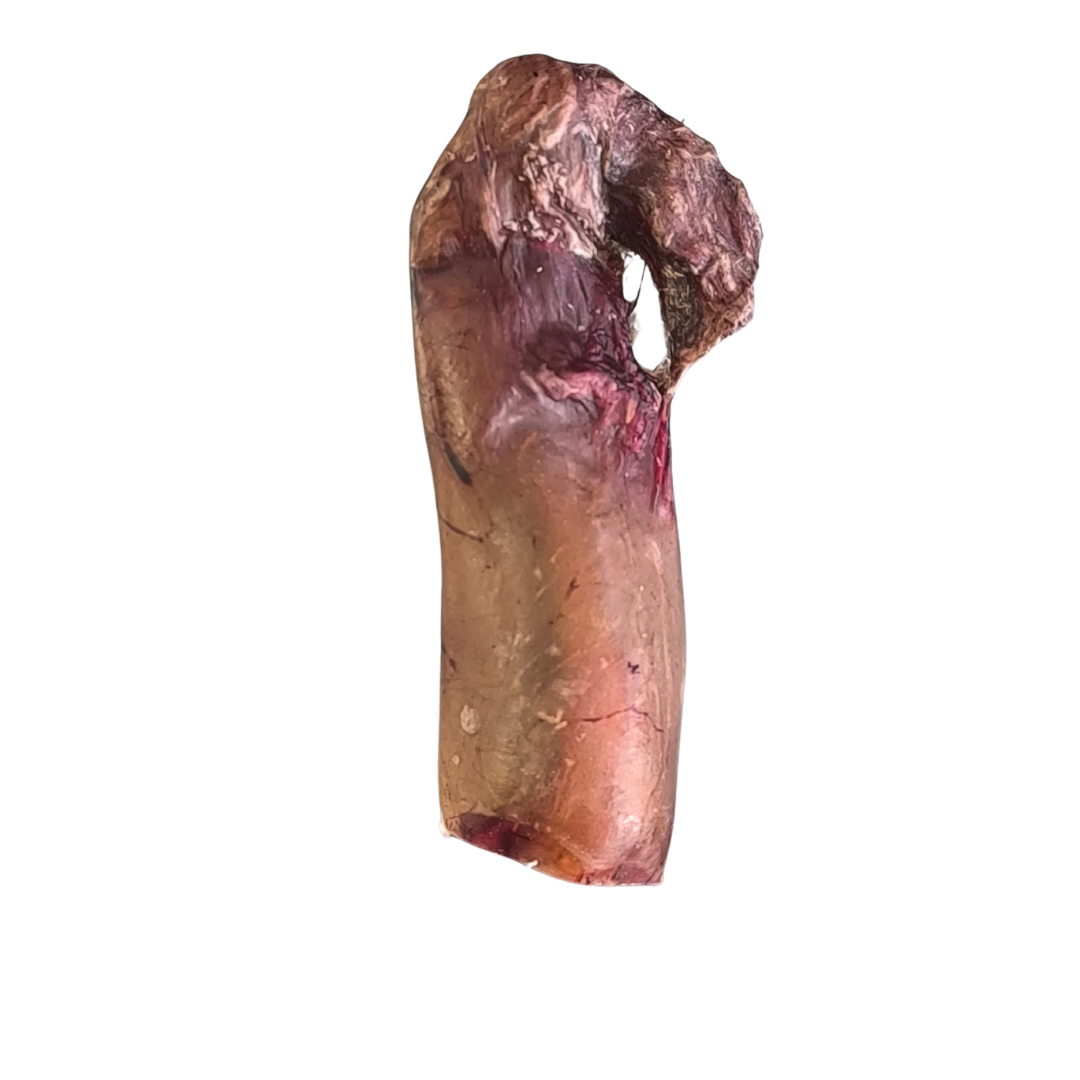 ESTREMITA' - Verga di Toro